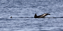 Delphininae