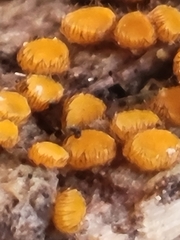 Scutellinia setosa