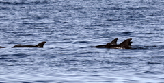 Delphininae