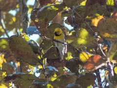 Setophaga townsendi × occidentalis
