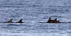 Delphininae