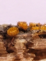 Scutellinia setosa