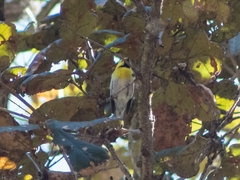 Setophaga townsendi × occidentalis