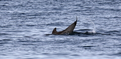 Delphininae