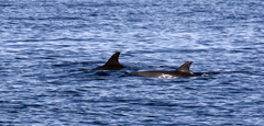 Delphininae