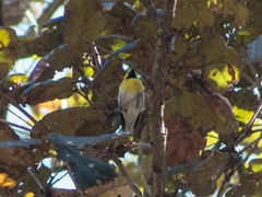 Setophaga townsendi × occidentalis