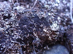 Cephaloziella