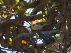 Setophaga townsendi × occidentalis