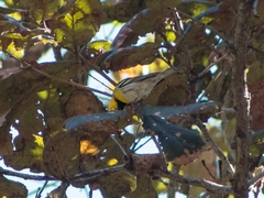 Setophaga townsendi × occidentalis