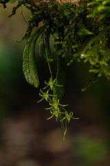 Mystacidium tanganyikense image