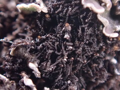 Cephaloziella