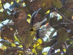 Setophaga townsendi × occidentalis