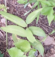 Polygonatum multiflorum