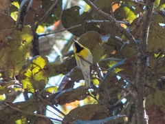 Setophaga townsendi × occidentalis