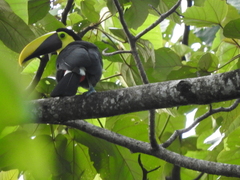 Ramphastos ambiguus