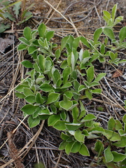 Antennaria racemosa