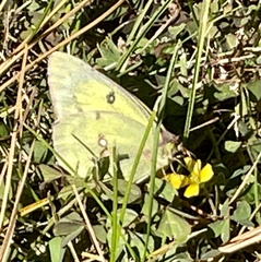 Colias philodice