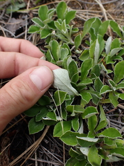 Antennaria racemosa