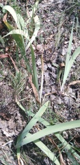 Iris aphylla