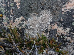 Lecanora rupicola