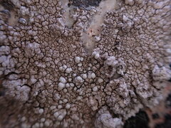 Lecanora rupicola