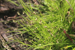 Isolepis sepulcralis