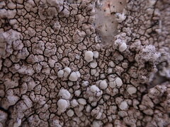 Lecanora rupicola