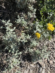 Eriophyllum