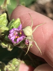 Mirabilis nyctaginea