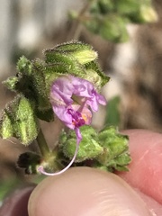 Mirabilis nyctaginea