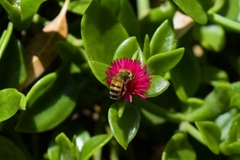Mesembryanthemum cordifolium