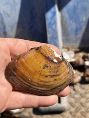 Ellipsaria lineolata