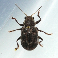 Xanthonia decemnotata