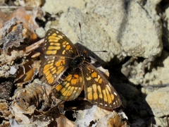 Chlosyne definita