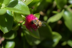 Mesembryanthemum cordifolium
