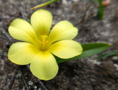 Moraea galaxia