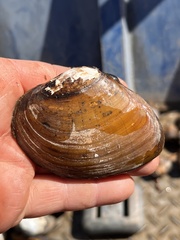 Ellipsaria lineolata