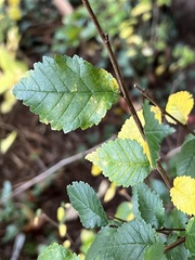 Ulmus thomasii