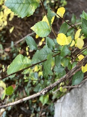 Ulmus thomasii