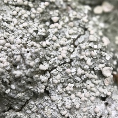 Dibaeis baeomyces image