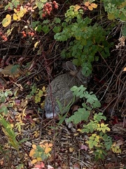 Sylvilagus nuttallii