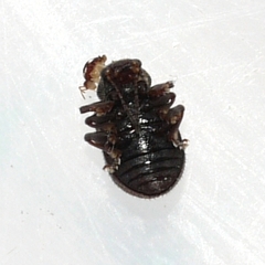 Xanthonia decemnotata