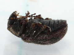 Xanthonia decemnotata
