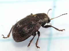 Xanthonia decemnotata