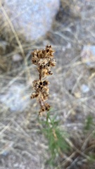 Trichostema lanatum
