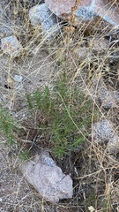 Trichostema lanatum