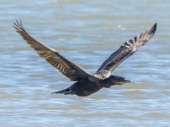 Nannopterum brasilianum