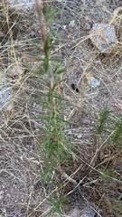 Trichostema lanatum