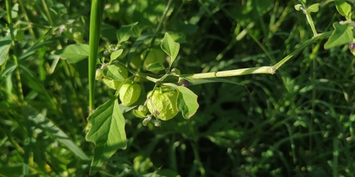Image of Physalis solanacea by (c) Tereso Hernández Morales, some rights reserved (CC BY)