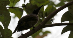 Philemon buceroides